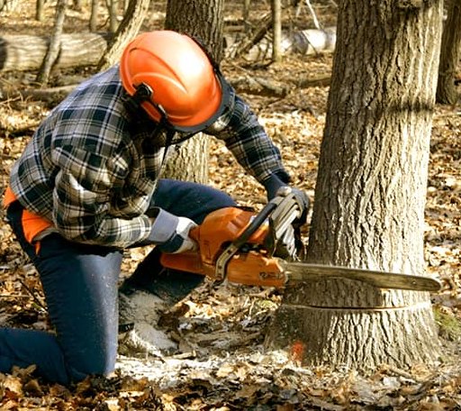 Tree Removal in Allouez, MI
